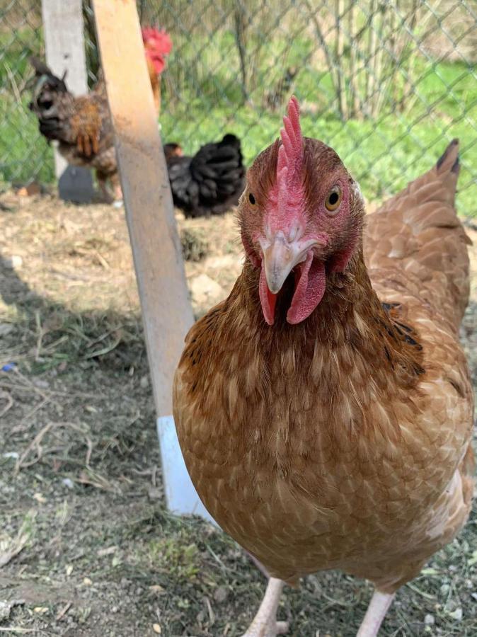 Agroturystyka Chata Za Wsia Uscie Gorlickie Dış mekan fotoğraf