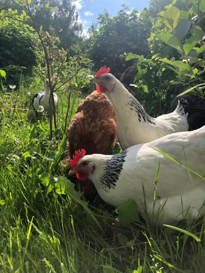 Agroturystyka Chata Za Wsia Uscie Gorlickie Dış mekan fotoğraf